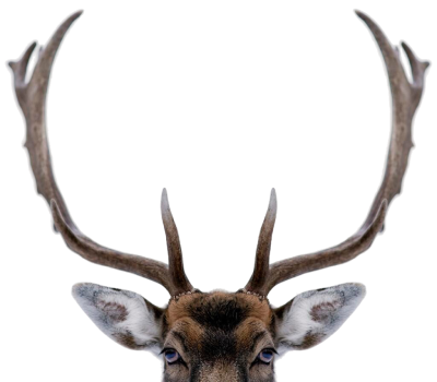 The image shows the head of a deer with large antlers, prominently displayed against a transparent background.